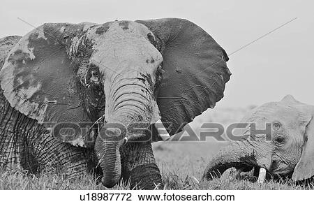 Stock Image - Two elephant wading in swamp, one large adult female and baby, close up detail monochrome, side view, Amboseli, Kenya, East Africa,. Fotosearch