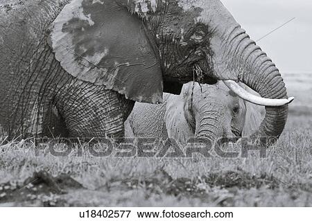 Stock Photo - Two elephant wading in swamp, one large adult female and baby framed beyond, close up detail monochrome, side view, Amboseli, Kenya, East Africa. Fotosearch
