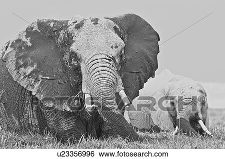 Stock Photograph - Two elephant wading in swamp, one large adult female and baby, close up detail monochrome, front view, Amboseli, Kenya, East Africa,. Fotosearch