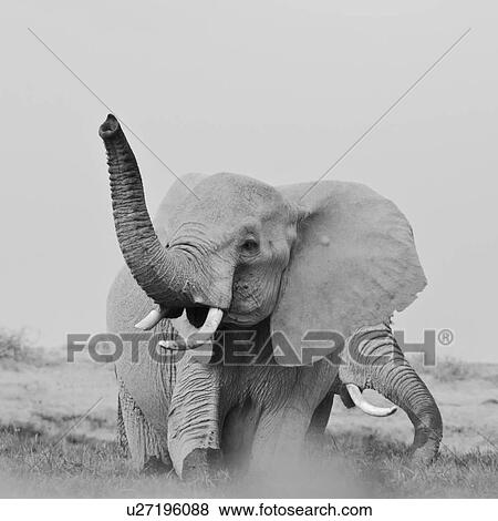 Stock Photo - Two elephant wading in swamp, one with trunk raised in air, close up frontal view monochrome, Amboseli, Kenya, East Africa. Fotosearch