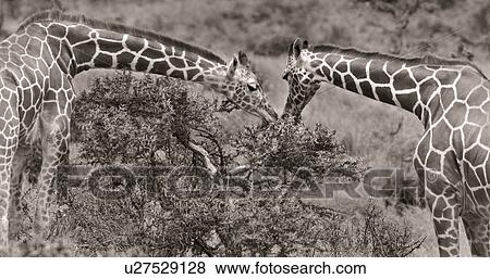 Two giraffes feeding on opposite sides of acacia bush with faces almost touching, close up detail in monochrome, Lewa Downs, Kenya, East Africa View Large Photo Image Stock Photo - Two giraffes feeding on opposite sides of acacia bush with faces almost touching, close up detail in monochrome, Lewa Downs, Kenya, East Africa. Fotosearch