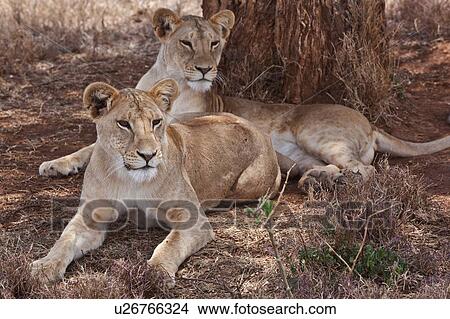 Two lionesses lying in dry grass, close up view, Lewa Downs, Kenya, East Africa View Large Photo Image Picture - Two lionesses lying in dry grass, close up view, Lewa Downs, Kenya, East Africa. Fotosearch
