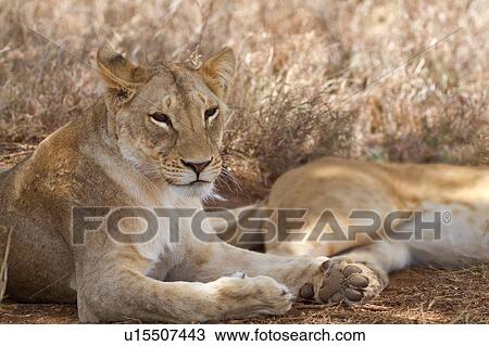 Two lionesses lying in dry grass, close up detail view, Lewa Downs, Kenya, East Africa View Large Photo Image Stock Image - Two lionesses lying in dry grass, close up detail view, Lewa Downs, Kenya, East Africa. Fotosearch