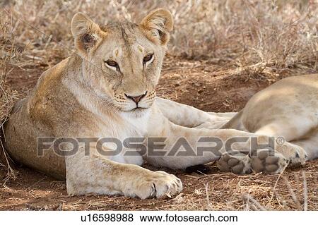 Stock Photo - Two lionesses lying in dry grass, close up detail view, Lewa Downs, Kenya, East Africa. Fotosearch