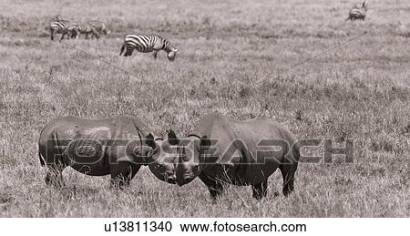 Stock Image - Two rhino sniffing each other in greeting ritual, with Burchell's zebra in background, panorama desaturated image, Lewa Downs, Kenya, East Africa. Fotosearch