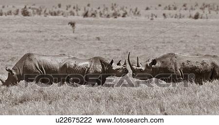 Stock Image - Two rhino sniffing each other in greeting ritual, with third rhino nearby, panorama desaturated image, Lewa Downs, Kenya, East Africa. Fotosearch
