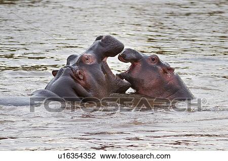 Two young adult hippos sparring and yawning with jaws interlocked, swimming in river, close up detail view, Masai Mara, Kenya, East Africa View Large Photo Image Stock Image - Two young adult hippos sparring and yawning with jaws interlocked, swimming in river, close up detail view, Masai Mara, Kenya, East Africa. Fotosearch