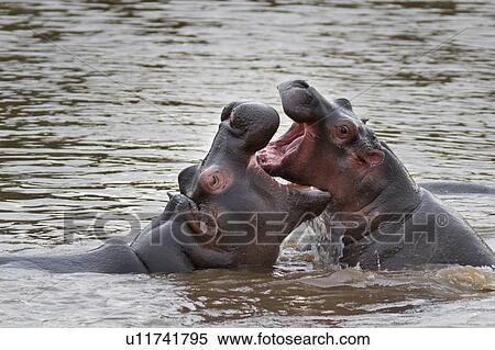 Stock Photography - Two young adult hippos sparring and yawning with jaws interlocked, swimming in river, close up detail view, Masai Mara, Kenya, East Africa. Fotosearch