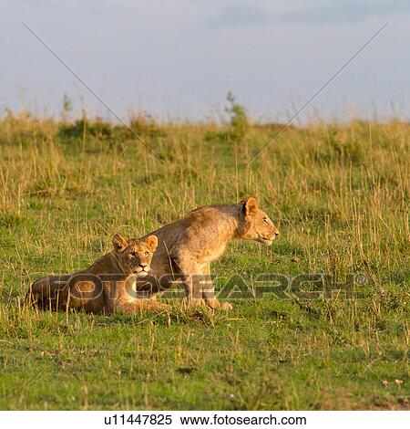 Stock Photography - Two young adult lions, one lying on green grass, the other sitting ready to stalk, in early morning golden light, Masai Mara, Kenya, East Africa. Fotosearch