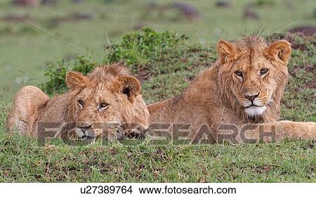 Two young adult male lions lying on green grassy mound in rain, close up, Masai Mara, Kenya, East Africa View Large Photo Image Picture - Two young adult male lions lying on green grassy mound in rain, close up, Masai Mara, Kenya, East Africa. Fotosearch