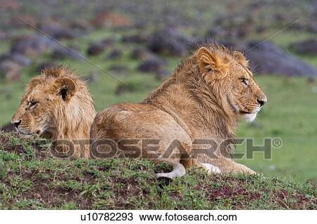 Stock Image - Two young adult male lions lying on green grassy mound in rain, close up, Masai Mara, Kenya, East Africa. Fotosearch