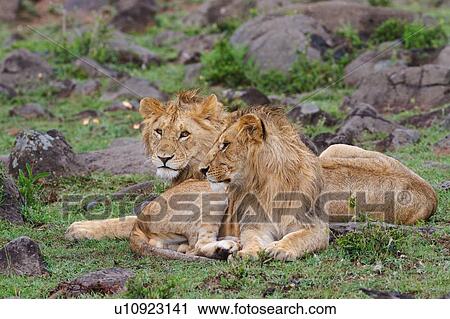 Two young adult male lions lying on green grassy mound in rain, close up, Masai Mara, Kenya, East Africa View Large Photo Image Stock Image - Two young adult male lions lying on green grassy mound in rain, close up, Masai Mara, Kenya, East Africa. Fotosearch