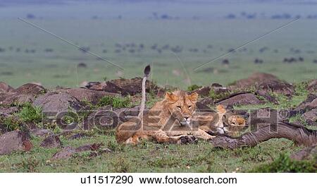 Stock Image - Two young adult male lions lying on green grassy mound in rain, with panorama view of Mara plains with wildebeest herd, Masai Mara, Kenya, East Africa. Fotosearch