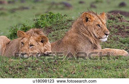Two young adult male lions lying on green grassy mound in rain, close up, Masai Mara, Kenya, East Africa View Large Photo Image Stock Image - Two young adult male lions lying on green grassy mound in rain, close up, Masai Mara, Kenya, East Africa. Fotosearch