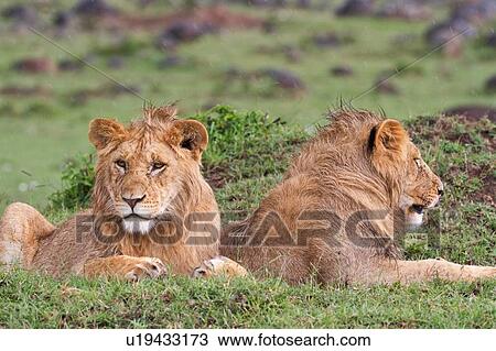 Two young adult male lions lying on green grassy mound in rain, close up, Masai Mara, Kenya, East Africa View Large Photo Image Stock Image - Two young adult male lions lying on green grassy mound in rain, close up, Masai Mara, Kenya, East Africa. Fotosearch