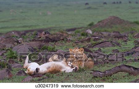 Stock Photo - Two young adult male lions lying on green grassy mound in rain, close up, one rolling on his back, the other licking, Masai Mara, Kenya, East Africa. Fotosearch