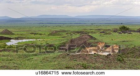 Stock Photography - Two young adult male lions lying on green grassy mound in rain, with panorama view of Mara plains with wildebeest herd, Masai Mara, Kenya, East Africa. Fotosearch