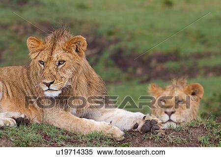 Stock Photography - Two young adult male lions lying on green grassy mound in rain, detail close up, Masai Mara, Kenya, East Africa. Fotosearch