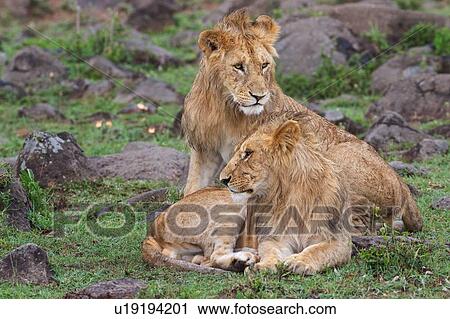 Stock Image - Two young adult male lions, one lying, the other sitting on green grassy mound in rain, close up, Masai Mara, Kenya, East Africa. Fotosearch