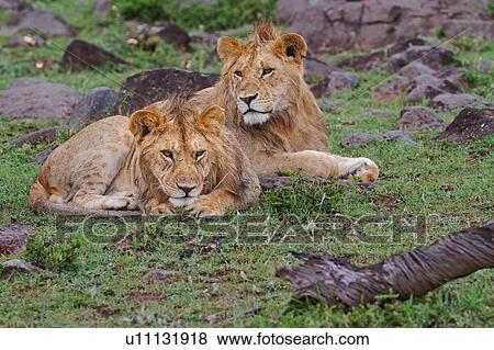 Two young adult male lions, one lying, the other sitting on green grassy mound in rain, close up, Masai Mara, Kenya, East Africa View Large Photo Image Stock Photo - Two young adult male lions, one lying, the other sitting on green grassy mound in rain, close up, Masai Mara, Kenya, East Africa. Fotosearch