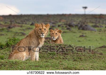 Stock Image - Two young adult male lions sitting on green grassy mound in rain, close up, Masai Mara, Kenya, East Africa. Fotosearch