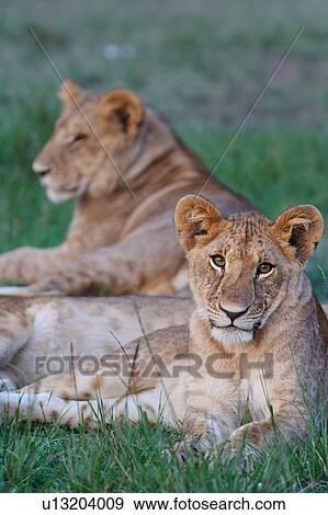 Two young lions lying in the grass, close up detail, Masai Mara, Kenya, East Africa View Large Photo Image Stock Photo - Two young lions lying in the grass, close up detail, Masai Mara, Kenya, East Africa. Fotosearch