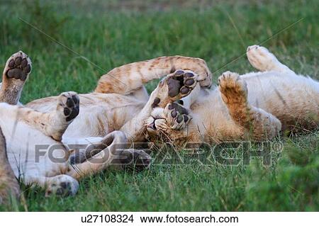 Picture - Two young lions rolling on their backs in the grass, paws intertwined in the air, playing, close up detail, Masai Mara, Kenya, East Africa. Fotosearch