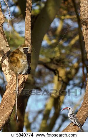 Picture - Vervet monkey sits in fork of tree trunk, with tail hanging down, red -billed hornbill on lower branch, in early morning light, Lewa Downs, Kenya, East Africa. Fotosearch