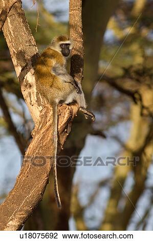 Stock Image - Vervet monkey sits in fork of tree trunk, with tail hanging down, in early morning light, Lewa Downs, Kenya, East Africa. Fotosearch