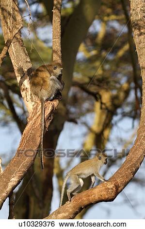 Vervet monkey sits in fork of tree trunk, with tail hanging down, a second younger monkey ascending the branch below, in early morning light, Lewa Downs, Kenya, East Africa View Large Photo Image Stock Photograph - Vervet monkey sits in fork of tree trunk, with tail hanging down, a second younger monkey ascending the branch below, in early morning light, Lewa Downs, Kenya, East Africa. Fotosearch
