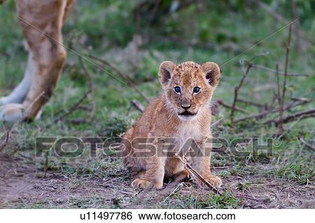 Stock Photograph - Very young lion cub sitting on grass, with back legs of mother in background, close up, Masai Mara, Kenya, East Africa. Fotosearch