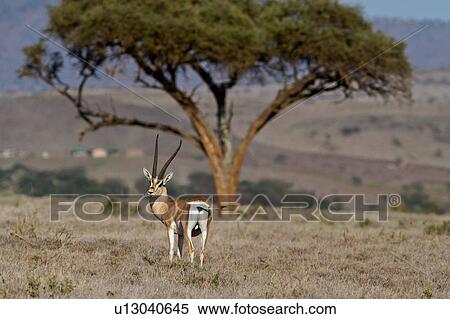 Stock Photography - View of single adult male impala under acacia tree, face turned towards viewer, Lewa Downs, Kenya, East Africa. Fotosearch