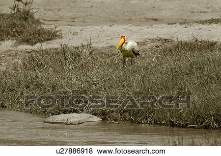 Yellow-billed stork crouching in grass beside river: monochrome view with yellow beak and red face markings visible, Masai Mara, Kenya, East Africa View Large Photo Image Stock Photo - Yellow-billed stork crouching in grass beside river: monochrome view with yellow beak and red face markings visible, Masai Mara, Kenya, East Africa. Fotosearch