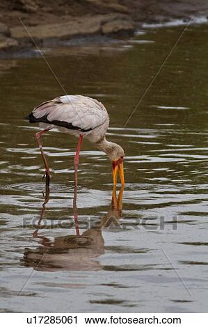 Yellow-billed stork wading and feeding in river with reflection, Masai Mara, Kenya, East Africa View Large Photo Image Stock Image - Yellow-billed stork wading and feeding in river with reflection, Masai Mara, Kenya, East Africa. Fotosearch