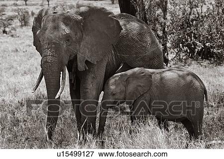 Young female elephant with baby, standing together in woodland area, monochrome close up, Lewa Downs, Kenya, East Africa View Large Photo Image Stock Photo - Young female elephant with baby, standing together in woodland area, monochrome close up, Lewa Downs, Kenya, East Africa. Fotosearch