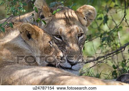 Picture - Young male lion leaning against mother in bushy undergrowth, detail view of faces, Masai Mara, Kenya, East Africa. Fotosearch