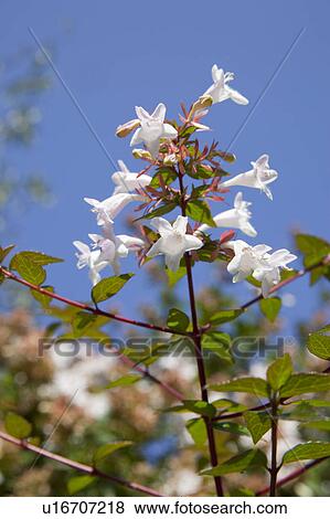 Stock Photo - Abelia. Fotosearch