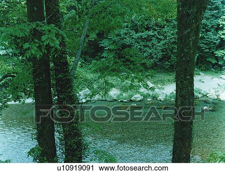 Aki river and trees, Tokyo, Honshu, Japan View Large Photo Image Stock Image - Aki river and trees, Tokyo, Honshu, Japan. Fotosearch