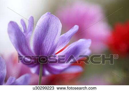 Anemone View Large Photo Image Stock Image - Anemone. Fotosearch