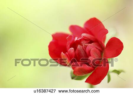 Anemone View Large Photo Image Stock Photo - Anemone. Fotosearch
