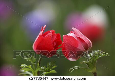 Stock Photo - Anemone. Fotosearch