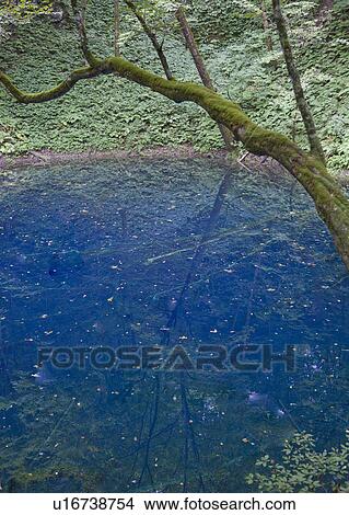 Picture - Aoike (Blue Pond), One of the Twelve Lakes in Shirakami-Sanchi. Fotosearch