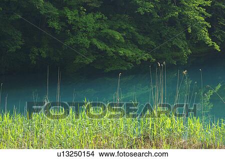 Picture - Aonuma pond (Blue pond), One of the Goshiki (five colored) ponds in Fukushima Prefecture, Honshu Japan. Fotosearch