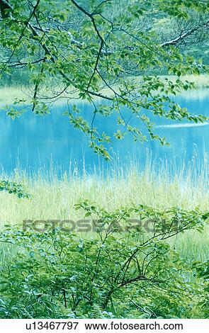 Stock Photo - Aonuma pond (Blue pond), One of the Goshiki (five colored) ponds in Fukushima Prefecture, Honshu Japan. Fotosearch