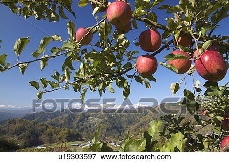 Stock Photo - Apples and Atodate mountains. Fotosearch