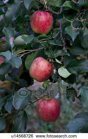 Apples on tree, Gunma Prefecture, Japan View Large Photo Image Stock Photograph - Apples on tree, Gunma Prefecture, Japan. Fotosearch