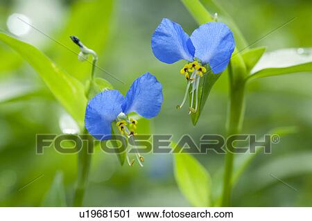 Asiatic dayflower View Large Photo Image Stock Image - Asiatic dayflower. Fotosearch