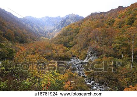Picture - Autumn leaves from Machiga-sawa. Fotosearch