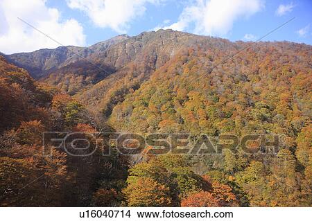 Picture - Autumn leaves Seen from Tanigawa-dake cable car. Fotosearch