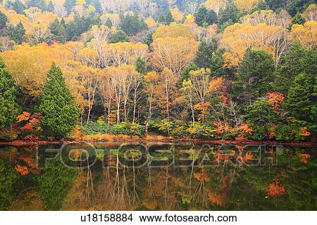 Picture - Autumnal Leaves Reflected in Water. Fotosearch